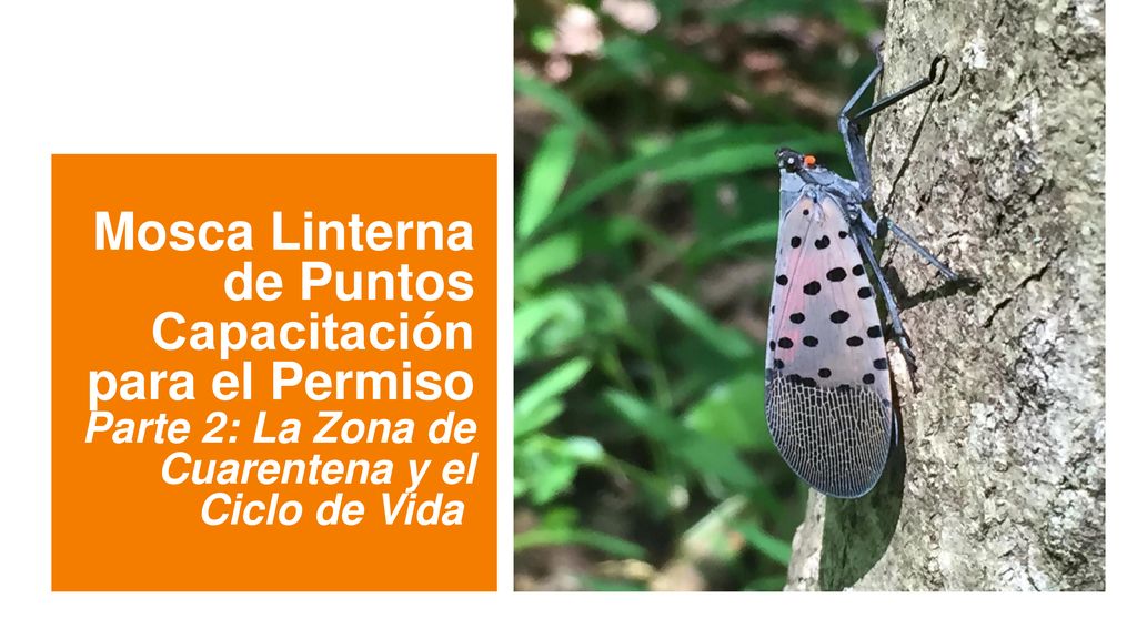 Mosca Linterna de Puntos Capacitación para el Permiso Parte 2: La Zona de Cuarentena y el Ciclo de Vida