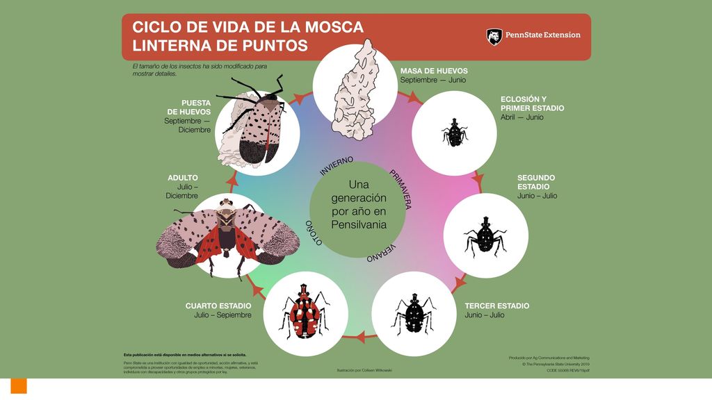Conocer y familiarizarnos con el ciclo de vida de la mosca linterna de puntos nos ayudará a cumplir con la cuarentena.