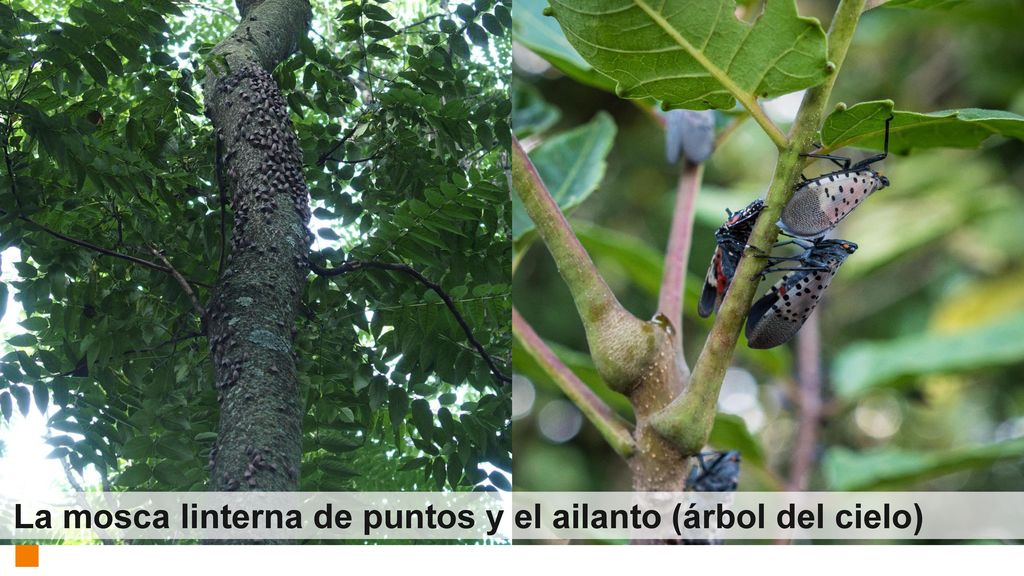 La mosca linterna de puntos y el ailanto (árbol del cielo)