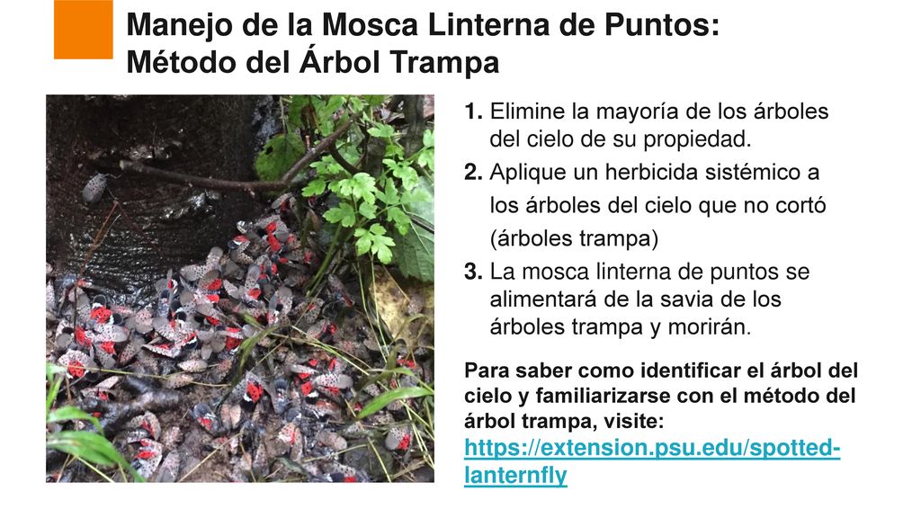 Manejo de la Mosca Linterna de Puntos: Método del Árbol Trampa