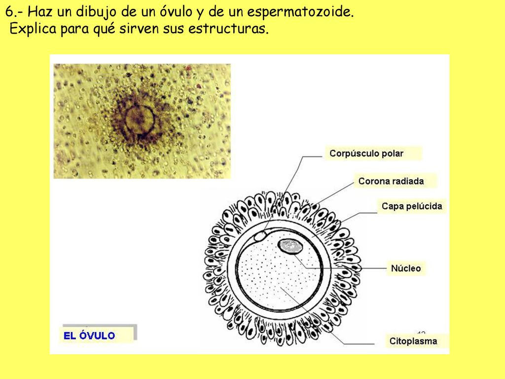 6.- Haz un dibujo de un óvulo y de un espermatozoide.