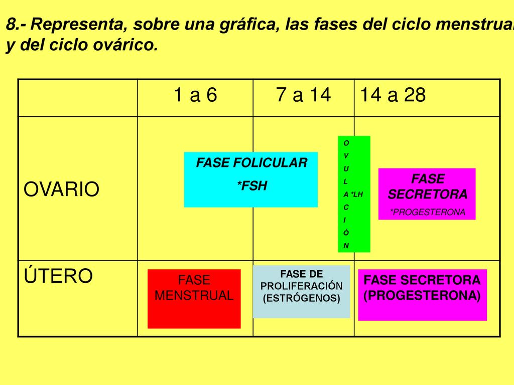 8.- Representa, sobre una gráfica, las fases del ciclo menstrual