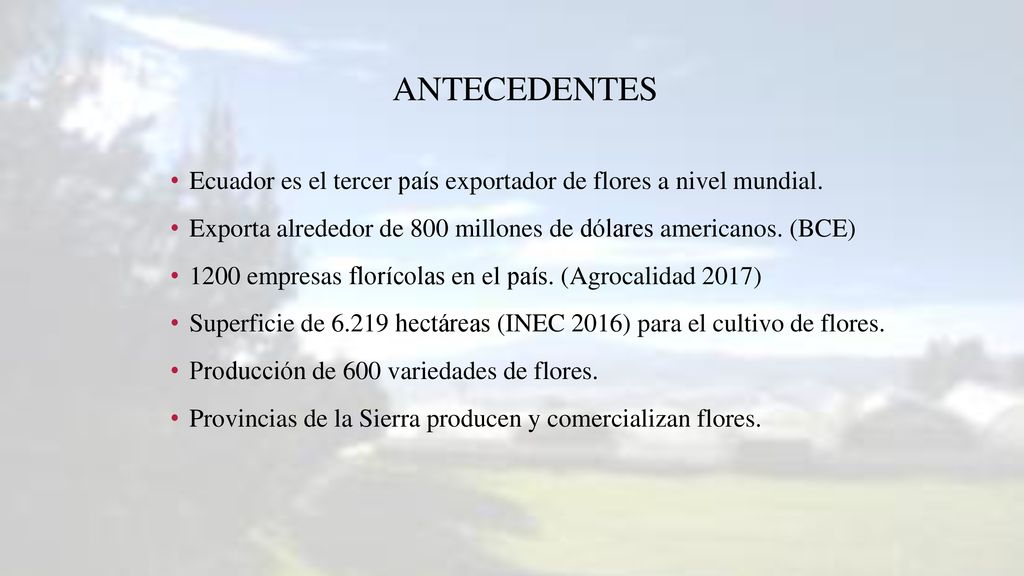 Antecedentes Ecuador es el tercer país exportador de flores a nivel mundial. Exporta alrededor de 800 millones de dólares americanos. (BCE)