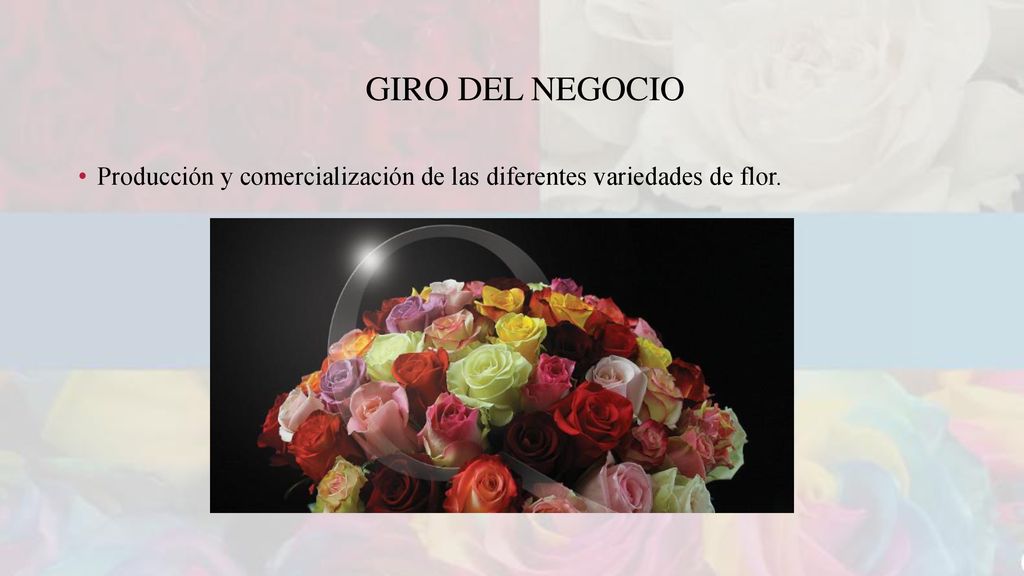 Giro del negocio Producción y comercialización de las diferentes variedades de flor.