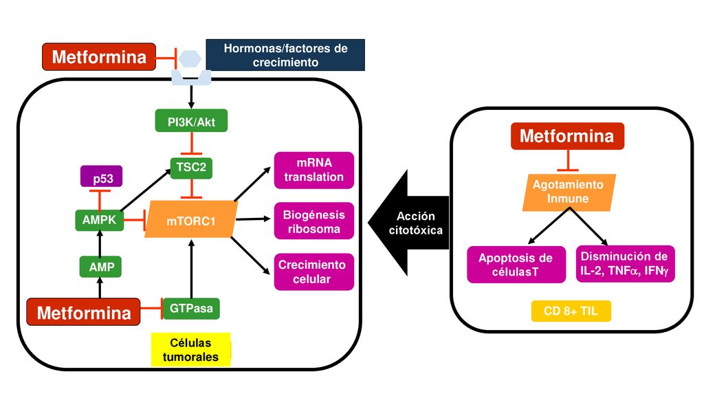 Hormonas/factores de crecimiento Disminución de IL-2, TNFa, IFNg