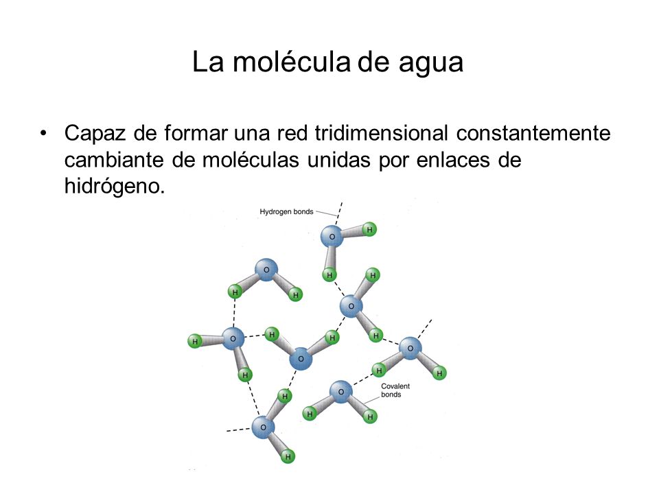 La molécula de agua Capaz de formar una red tridimensional constantemente cambiante de moléculas unidas por enlaces de hidrógeno.