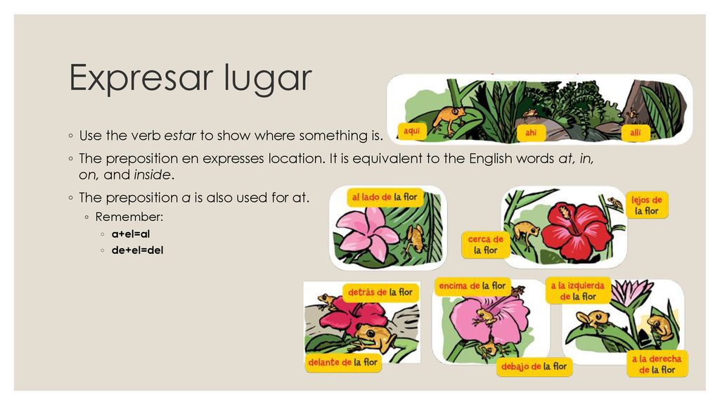 Expresar lugar Use the verb estar to show where something is.