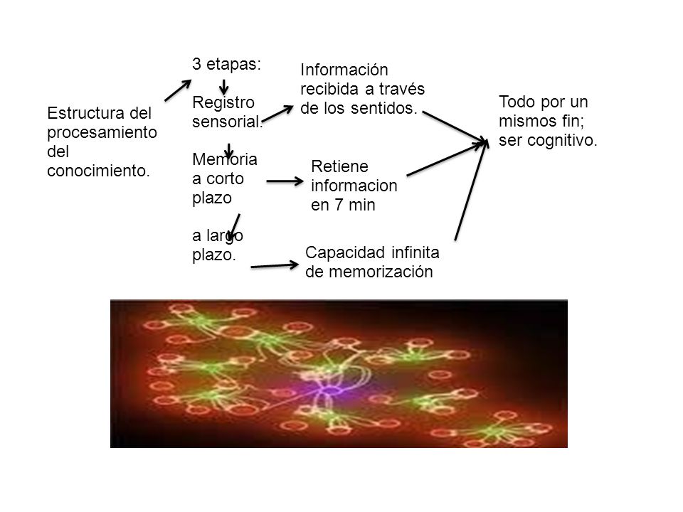 3 etapas: Registro sensorial. Memoria a corto plazo. a largo plazo. Información recibida a través de los sentidos.
