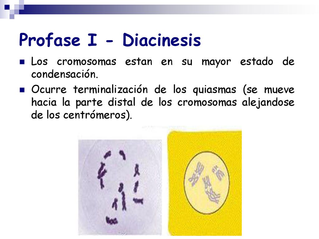 Profase I - Diacinesis Los cromosomas estan en su mayor estado de condensación.