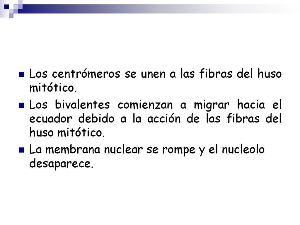 Los centrómeros se unen a las fibras del huso mitótico.