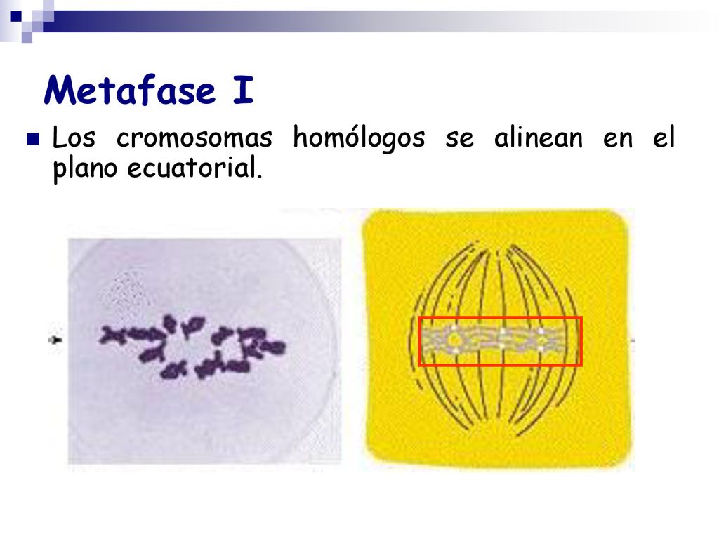 Metafase I Los cromosomas homólogos se alinean en el plano ecuatorial.