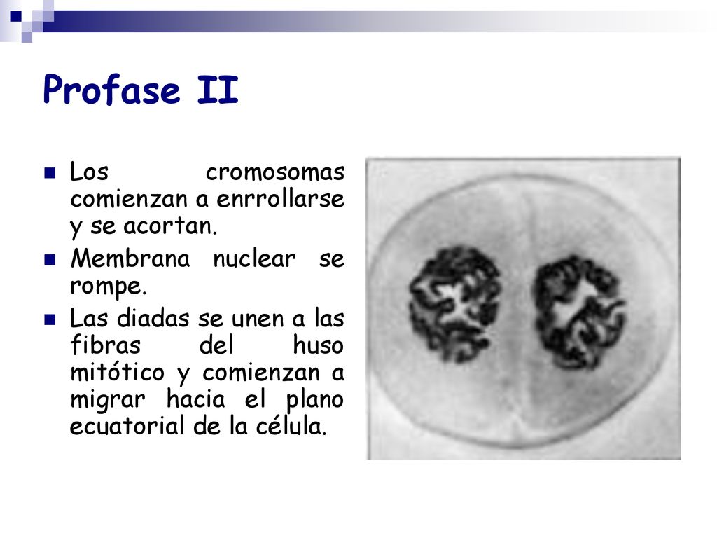 Profase II Los cromosomas comienzan a enrrollarse y se acortan.