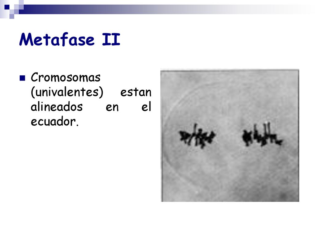 Metafase II Cromosomas (univalentes) estan alineados en el ecuador.