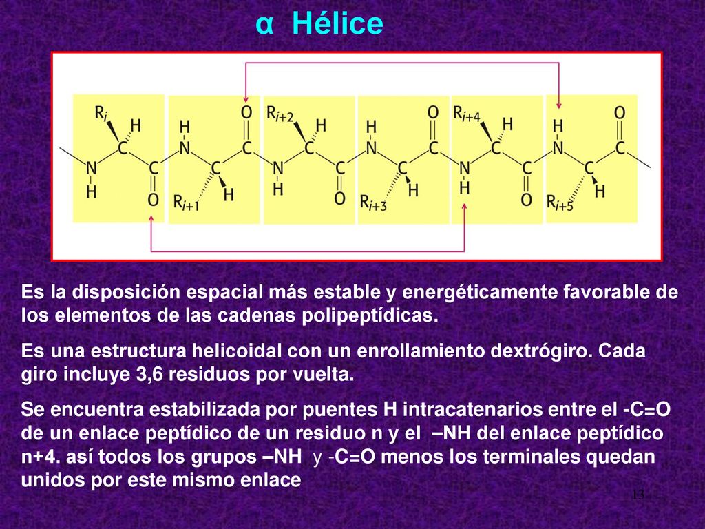 α Hélice Es la disposición espacial más estable y energéticamente favorable de los elementos de las cadenas polipeptídicas.