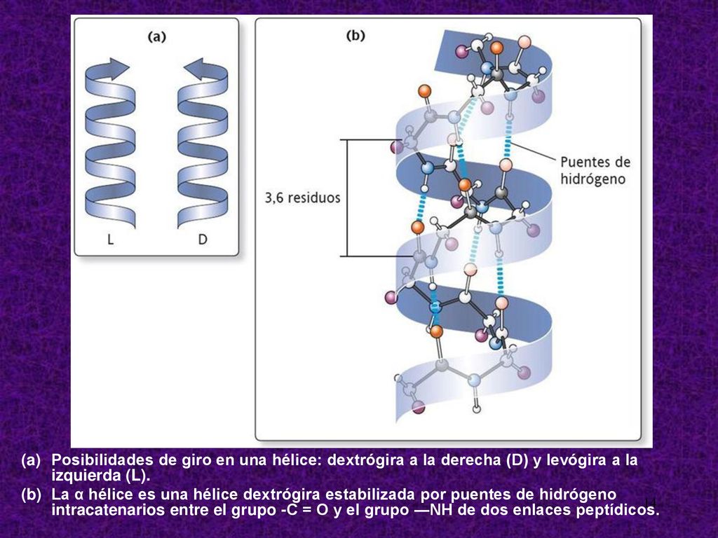 Posibilidades de giro en una hélice: dextrógira a la derecha (D) y levógira a la izquierda (L).