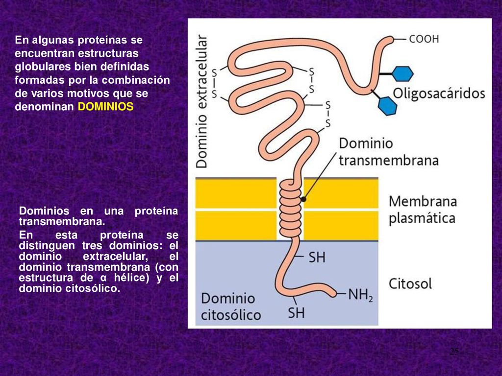 En algunas proteínas se encuentran estructuras globulares bien definidas formadas por la combinación de varios motivos que se denominan DOMINIOS