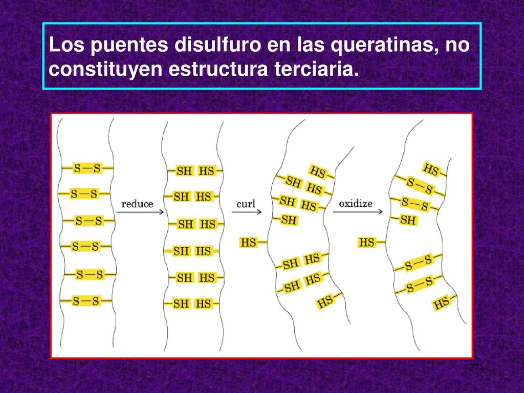 Los puentes disulfuro en las queratinas, no constituyen estructura terciaria.