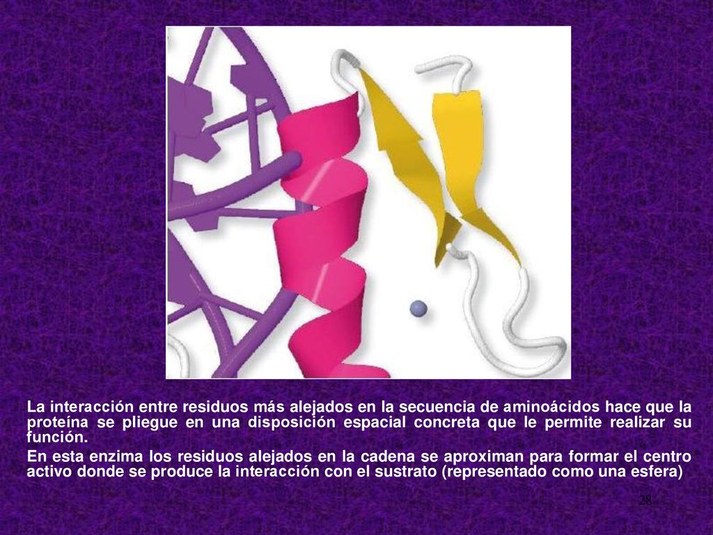 La interacción entre residuos más alejados en la secuencia de aminoácidos hace que la proteína se pliegue en una disposición espacial concreta que le permite realizar su función.