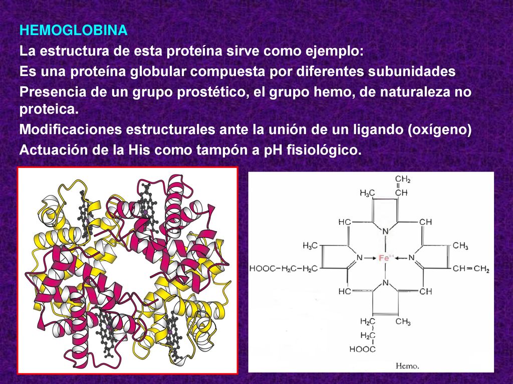HEMOGLOBINA La estructura de esta proteína sirve como ejemplo: Es una proteína globular compuesta por diferentes subunidades.