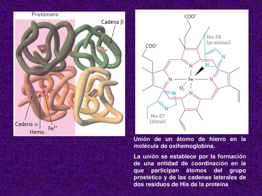 Unión de un átomo de hierro en la molécula de oxihemoglobina.