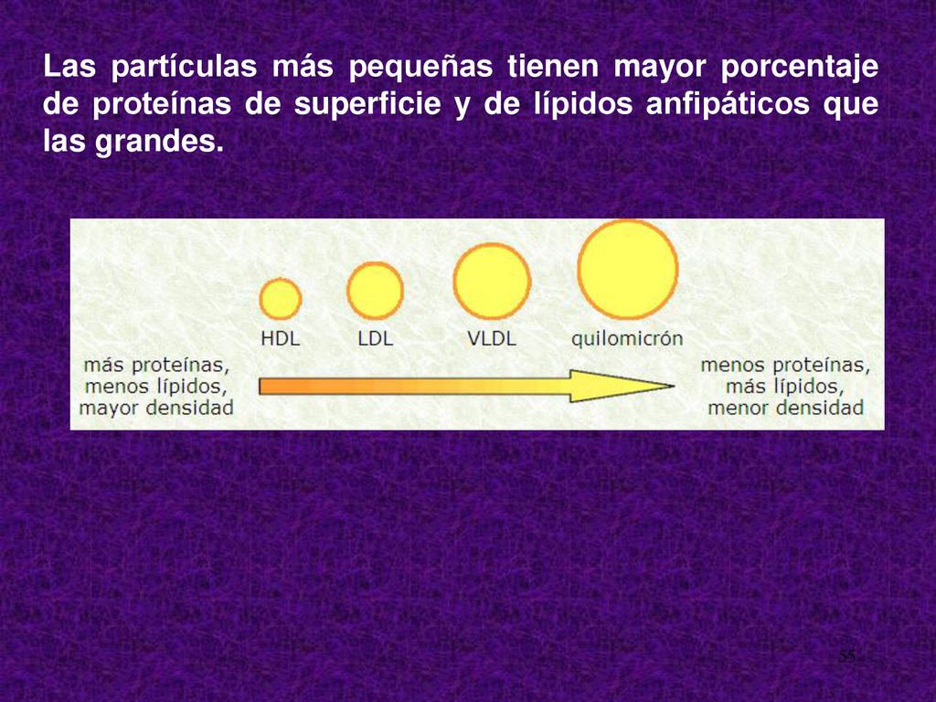 Las partículas más pequeñas tienen mayor porcentaje de proteínas de superficie y de lípidos anfipáticos que las grandes.