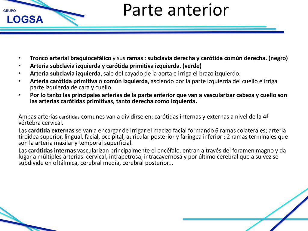 Parte anterior Tronco arterial braquiocefálico y sus ramas : subclavia derecha y carótida común derecha. (negro)