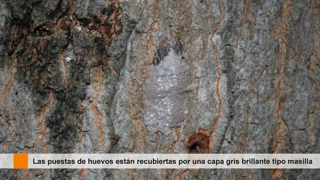 Las hembras cubren las puestas de huevos con una sustancia gris tipo masilla. Al principio, esta masilla es brillante.