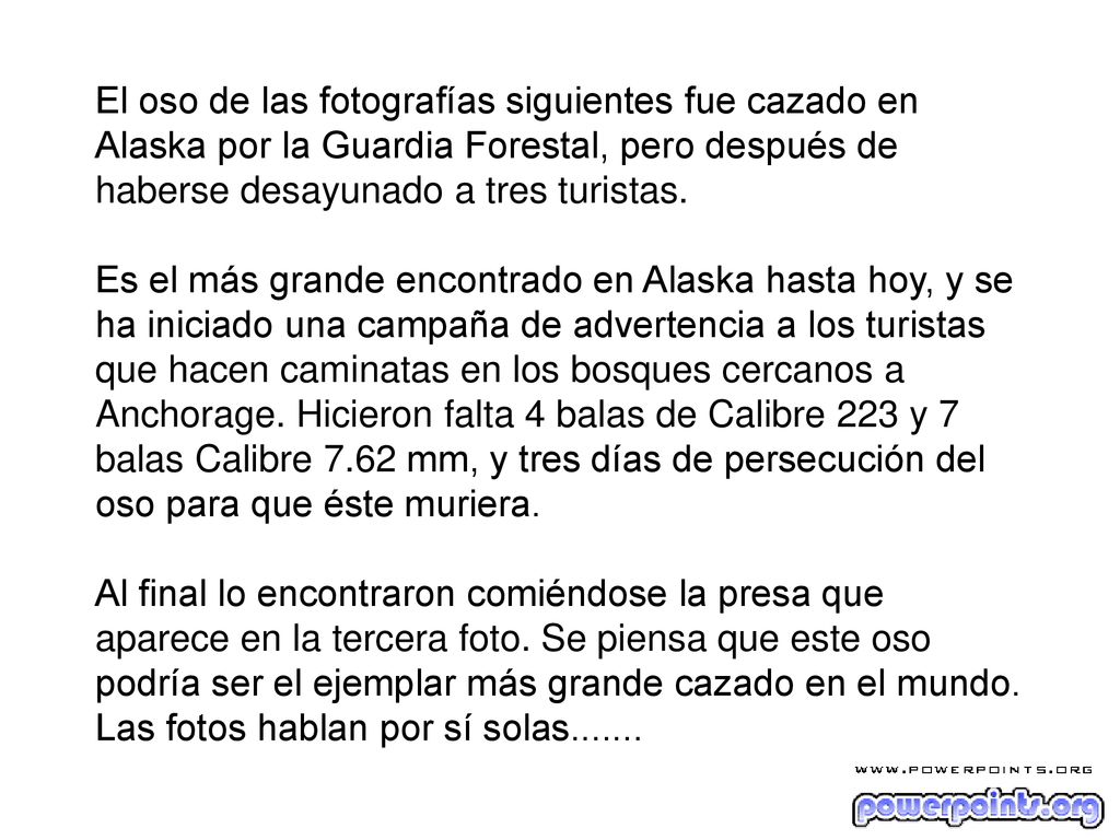 El oso de las fotografías siguientes fue cazado en Alaska por la Guardia Forestal, pero después de haberse desayunado a tres turistas.
