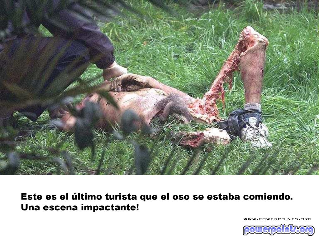 Este es el último turista que el oso se estaba comiendo