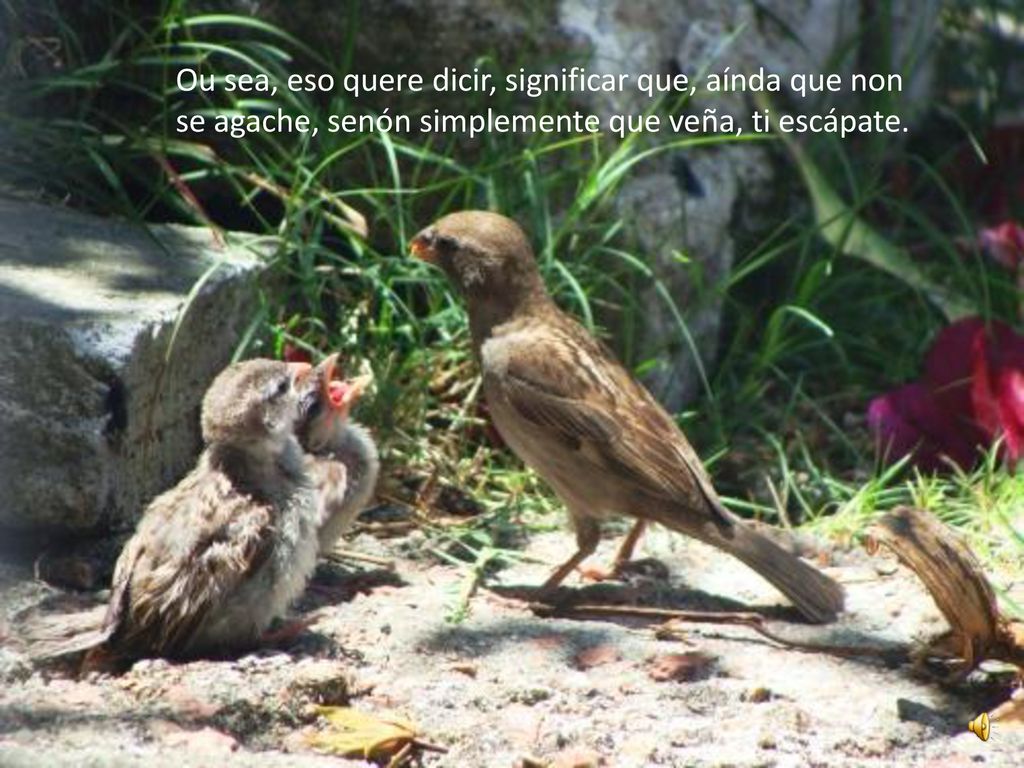 Ou sea, eso quere dicir, significar que, aínda que non se agache, senón simplemente que veña, ti escápate.