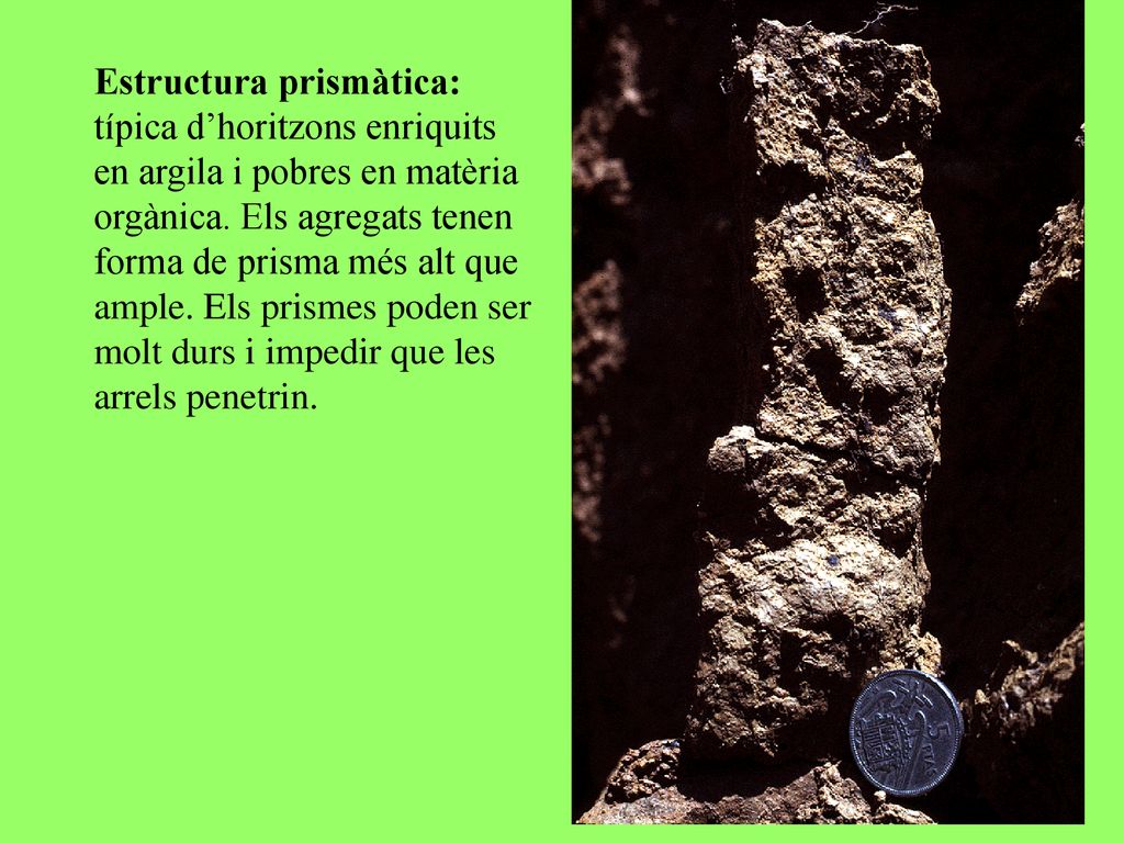 Estructura prismàtica: típica d’horitzons enriquits en argila i pobres en matèria orgànica.
