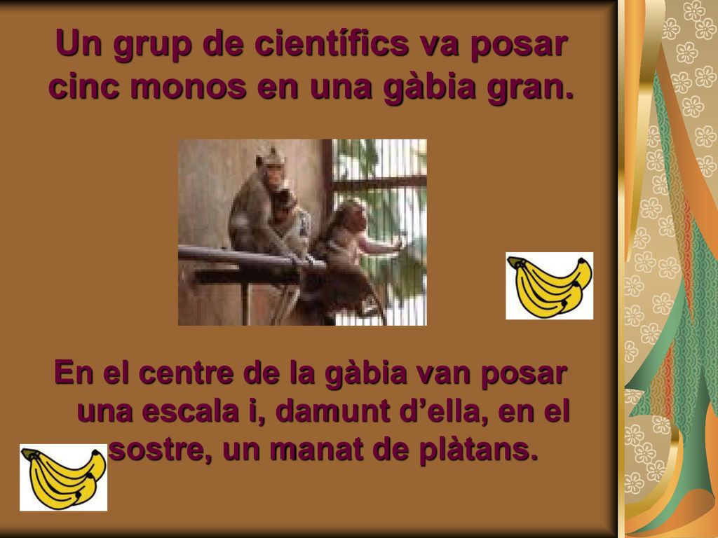 Un grup de científics va posar cinc monos en una gàbia gran.