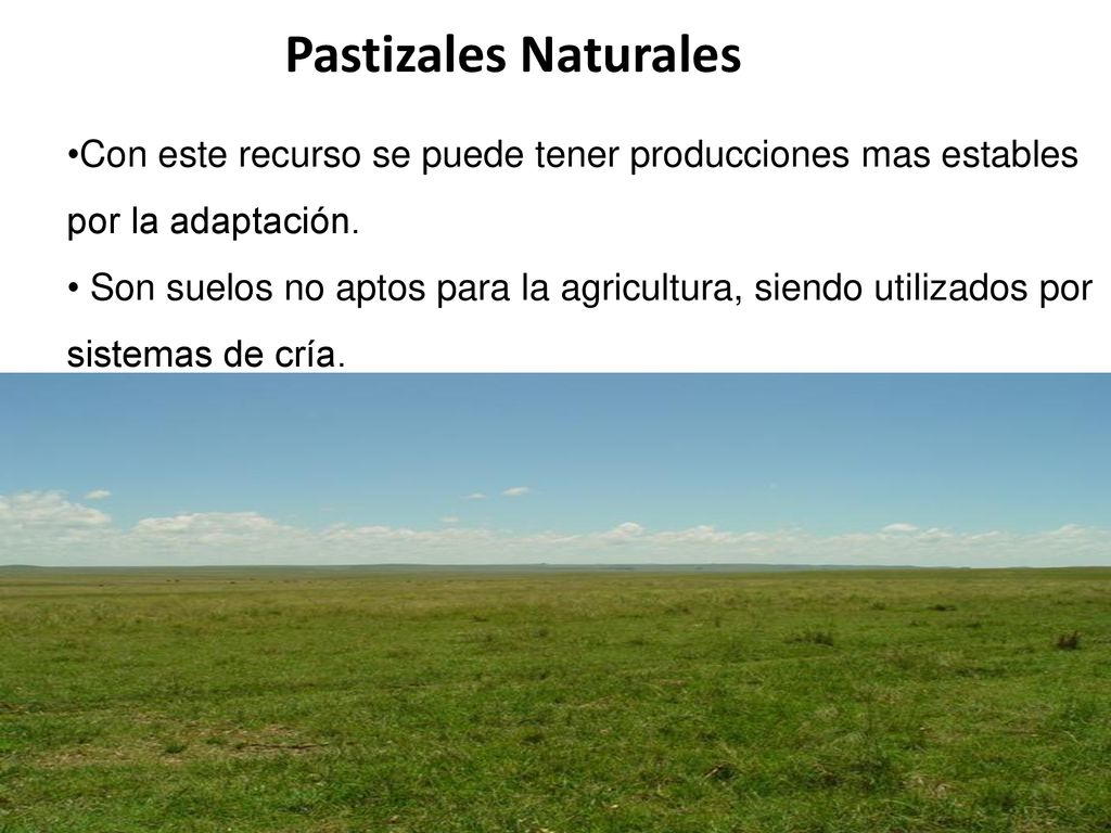 Pastizales Naturales Con este recurso se puede tener producciones mas estables por la adaptación.