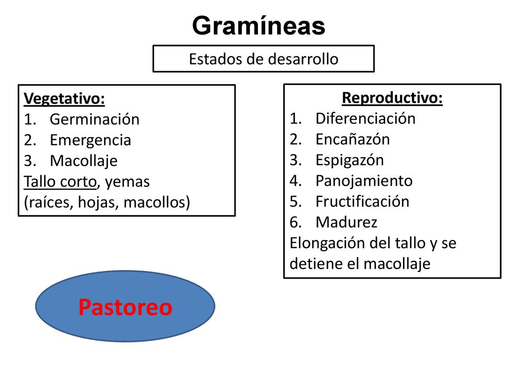 Gramíneas Pastoreo Estados de desarrollo Vegetativo: Reproductivo: