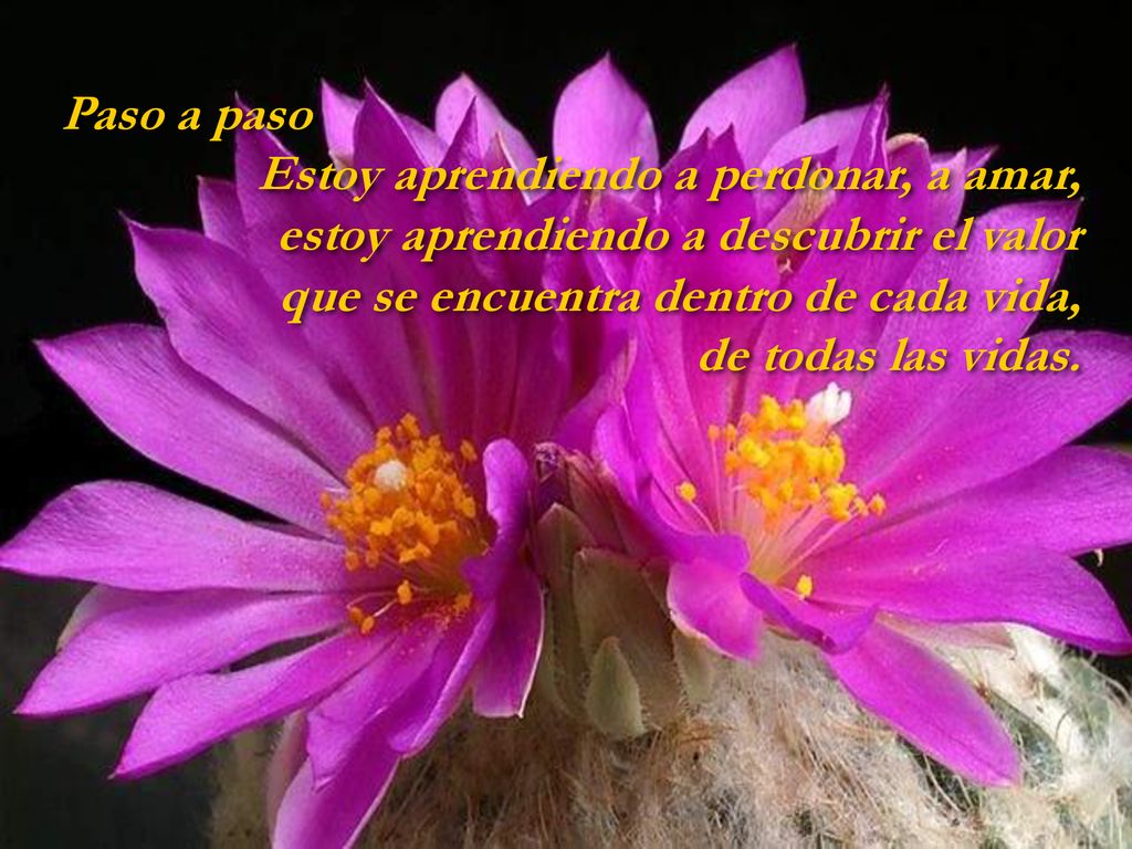 Paso a paso Estoy aprendiendo a perdonar, a amar, estoy aprendiendo a descubrir el valor. que se encuentra dentro de cada vida,