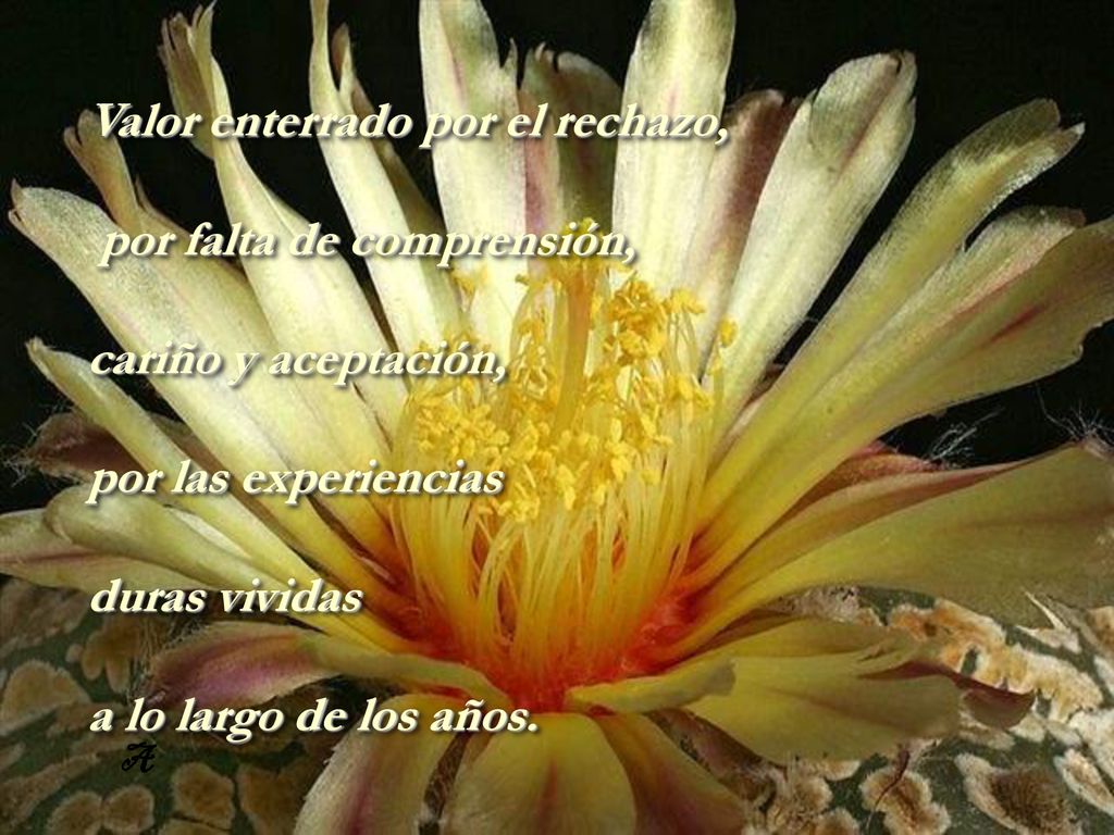 Valor enterrado por el rechazo, por falta de comprensión,
