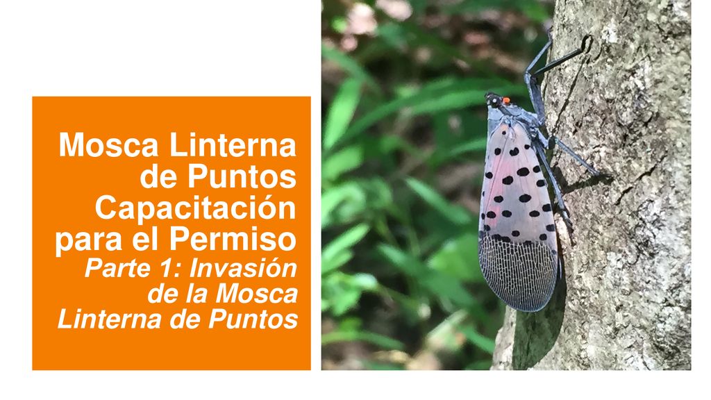 Mosca Linterna de Puntos Capacitación para el Permiso Parte 1: Invasión de la Mosca Linterna de Puntos