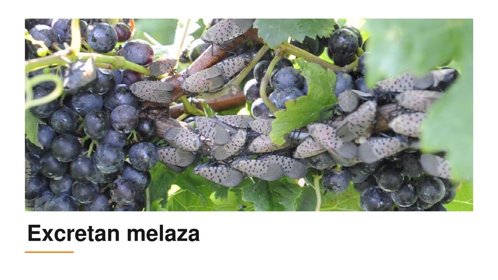 Mientras se alimentan, las moscas linterna de puntos excretan grandes cantidades de savia parcialmente digerida. A esta sustancia rica en azúcares se la llama melaza o ligamaza.