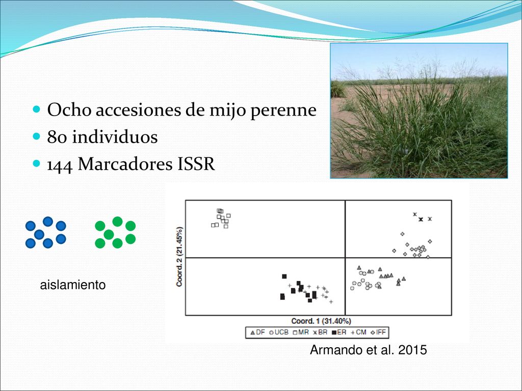 Ocho accesiones de mijo perenne 80 individuos 144 Marcadores ISSR