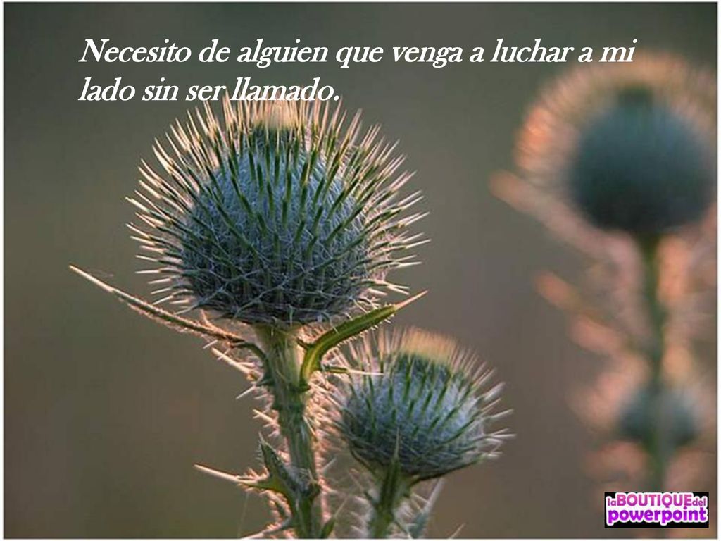 Necesito de alguien que venga a luchar a mi lado sin ser llamado.