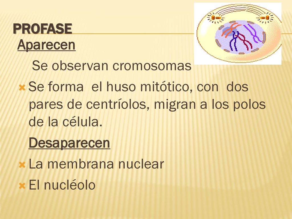 PROFASE Aparecen. Se observan cromosomas. Se forma el huso mitótico, con dos pares de centríolos, migran a los polos de la célula.