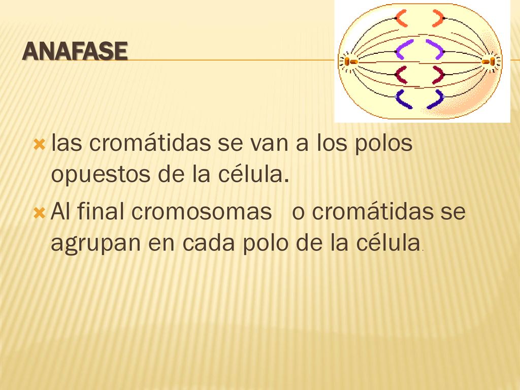 ANAFASE las cromátidas se van a los polos opuestos de la célula.