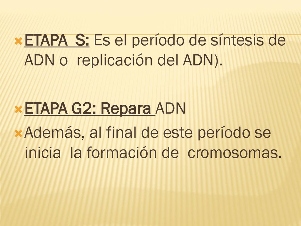 ETAPA S: Es el período de síntesis de ADN o replicación del ADN).