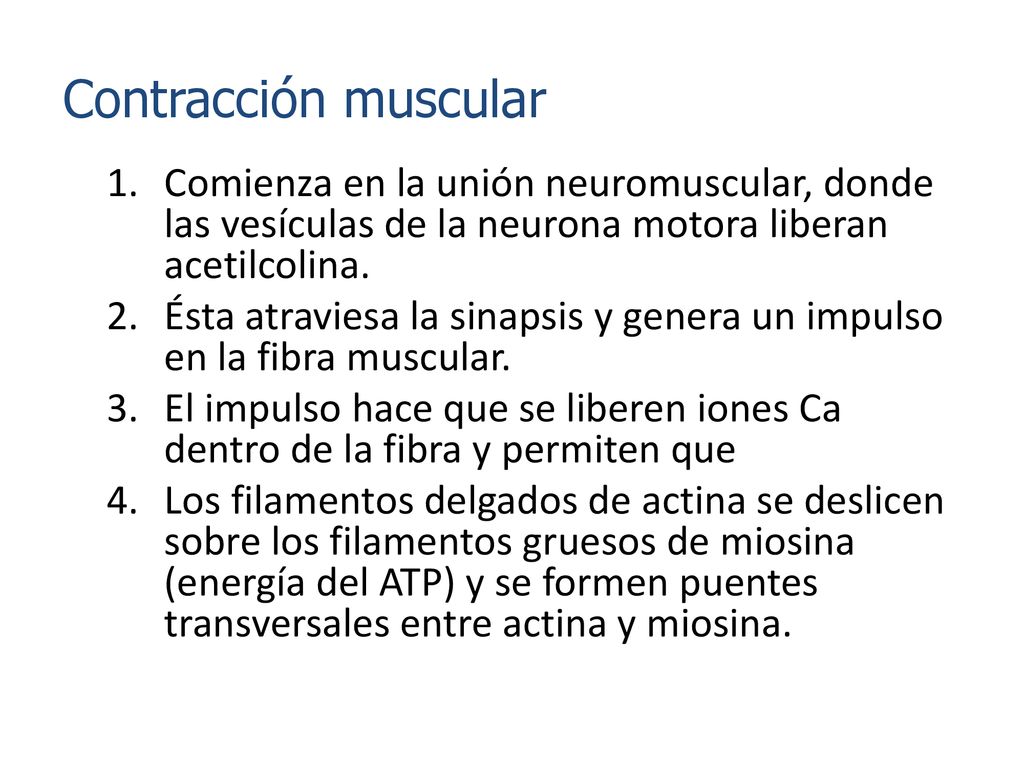 Contracción muscular Comienza en la unión neuromuscular, donde las vesículas de la neurona motora liberan acetilcolina.
