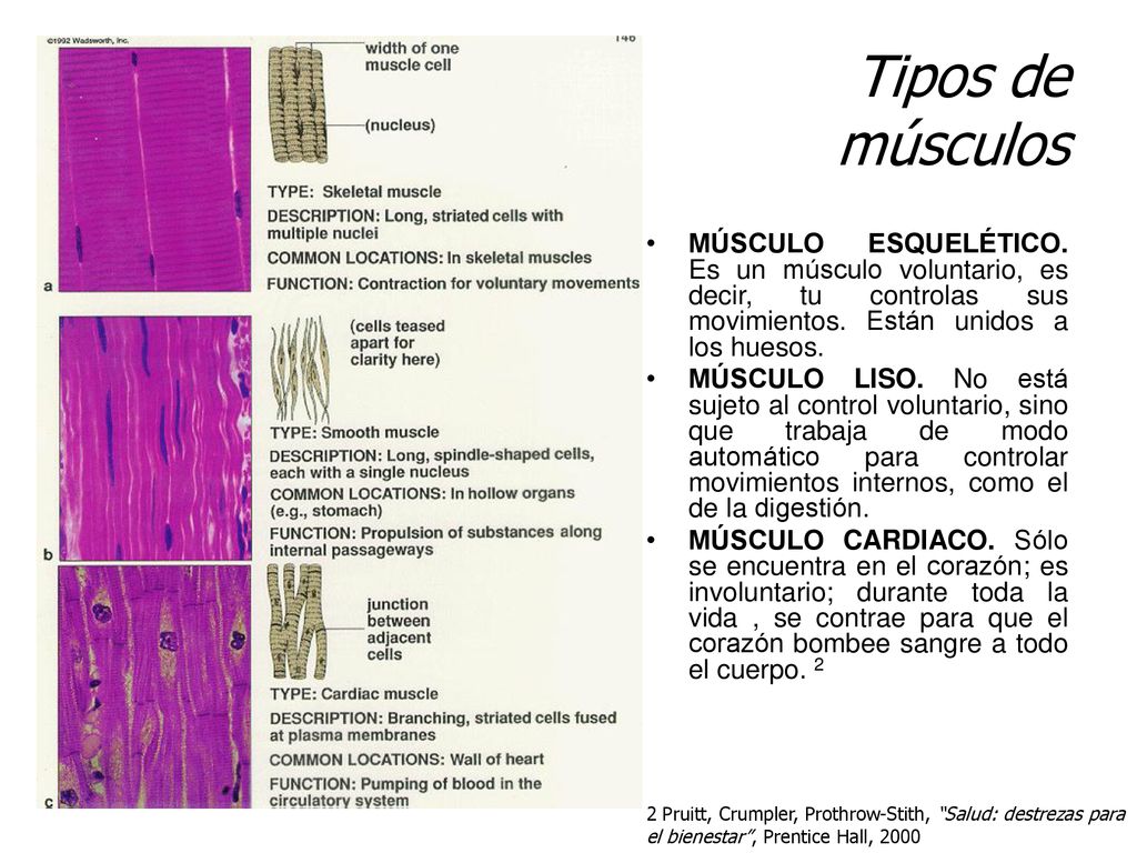 Tipos de músculos MÚSCULO ESQUELÉTICO. Es un músculo voluntario, es decir, tu controlas sus movimientos. Están unidos a los huesos.