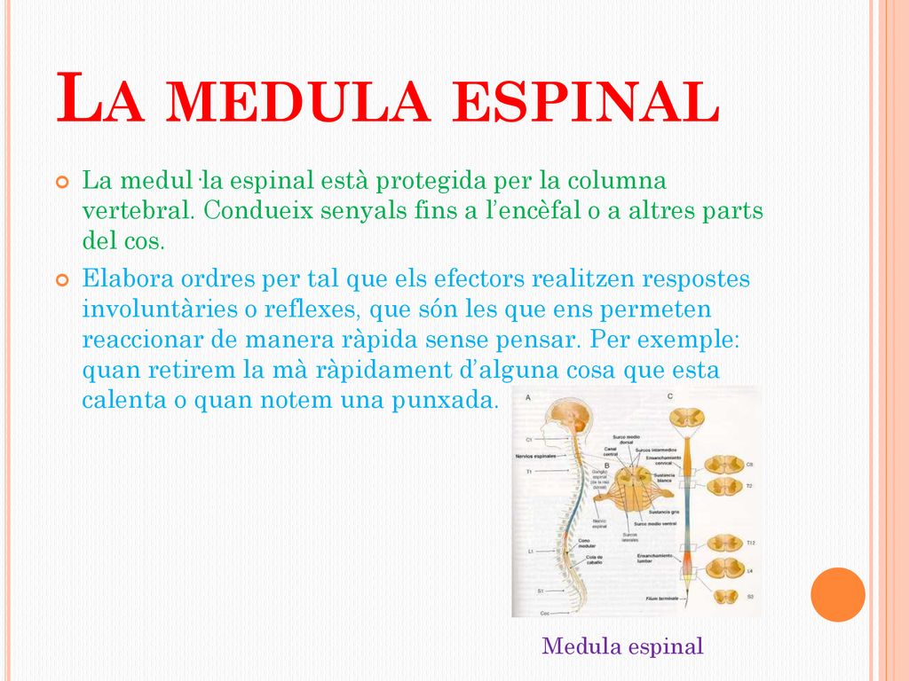 La medula espinal La medul·la espinal està protegida per la columna vertebral. Condueix senyals fins a l’encèfal o a altres parts del cos.