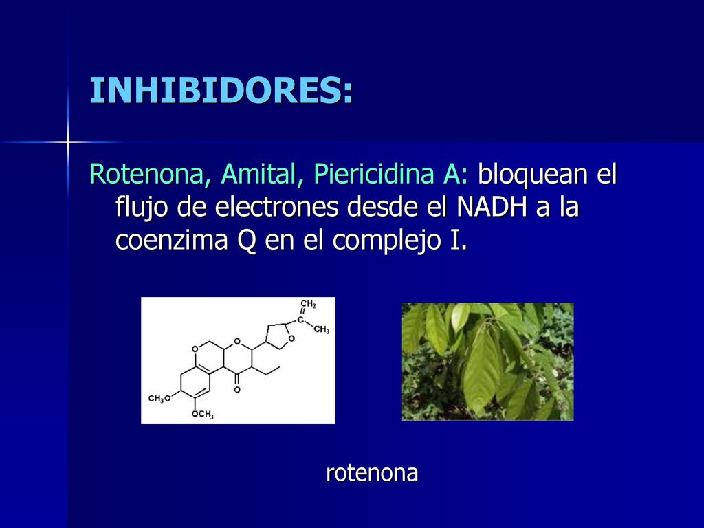 INHIBIDORES: Rotenona, Amital, Piericidina A: bloquean el flujo de electrones desde el NADH a la coenzima Q en el complejo I.