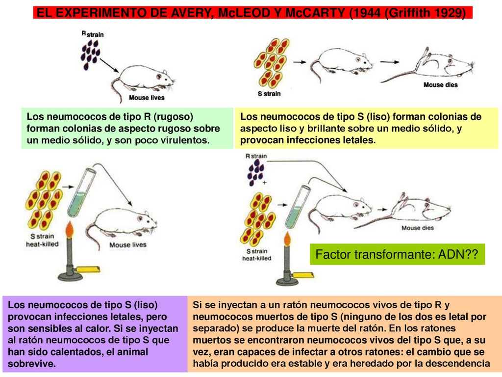 EL EXPERIMENTO DE AVERY, McLEOD Y McCARTY (1944 (Griffith 1929)