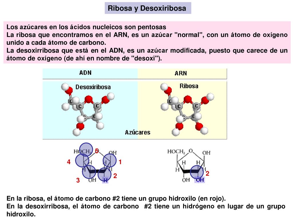 Ribosa y Desoxiribosa Los azúcares en los ácidos nucleicos son pentosas.