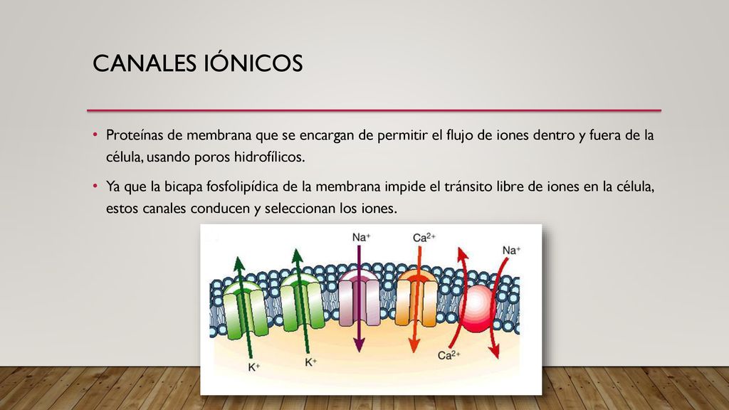 Canales iónicos Proteínas de membrana que se encargan de permitir el flujo de iones dentro y fuera de la célula, usando poros hidrofílicos.